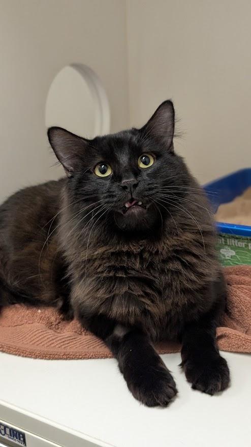 Enlarge Phoenix, a ADOPTABLE Domestic Medium Hair in Coquitlam, BC image 1/2