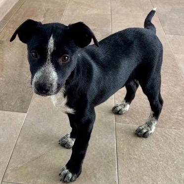 Macy, Adoptable, Puppy Female Labrador Retriever.