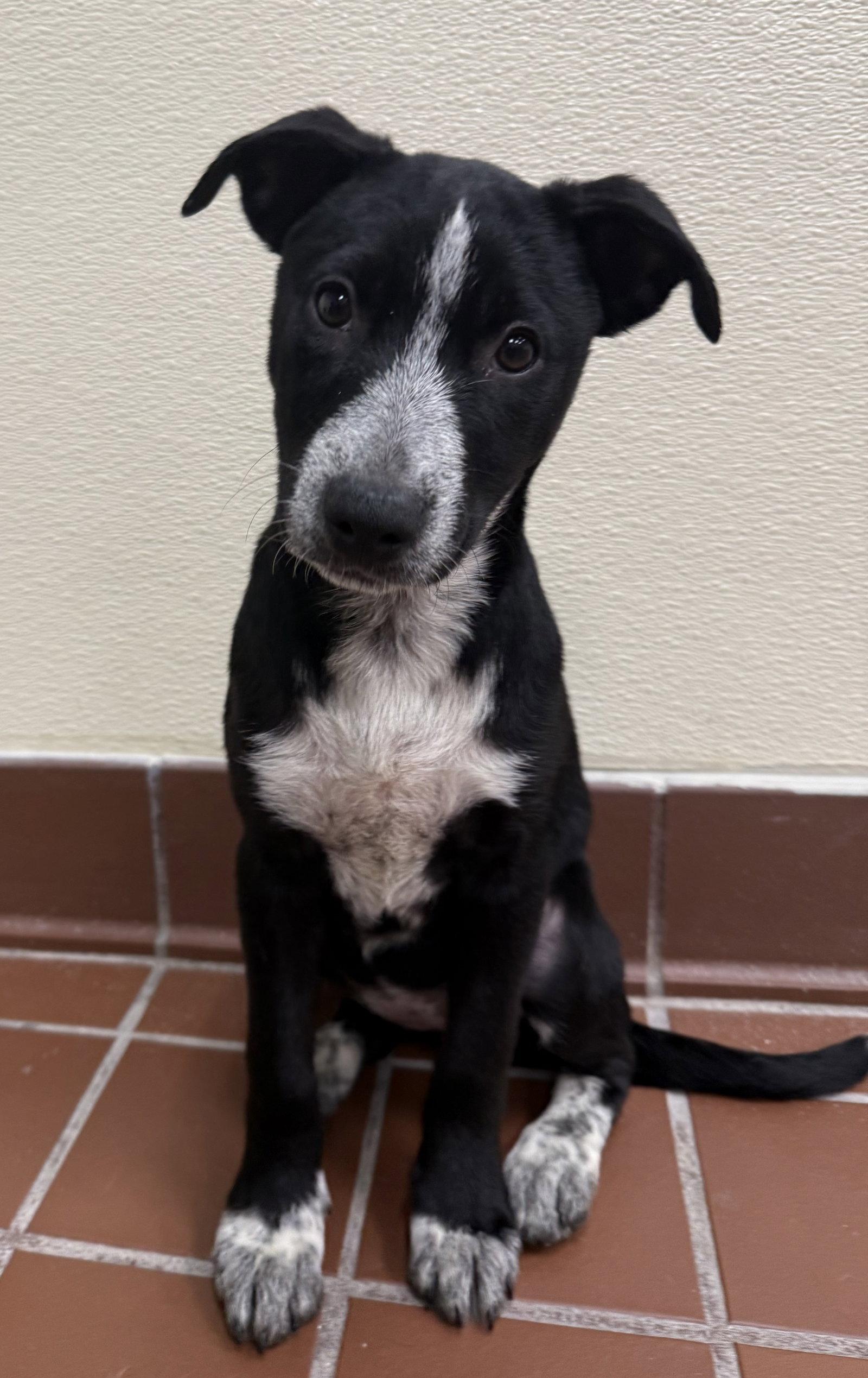 Macy, Adoptable, Puppy Female Pointer & Labrador Retriever.
