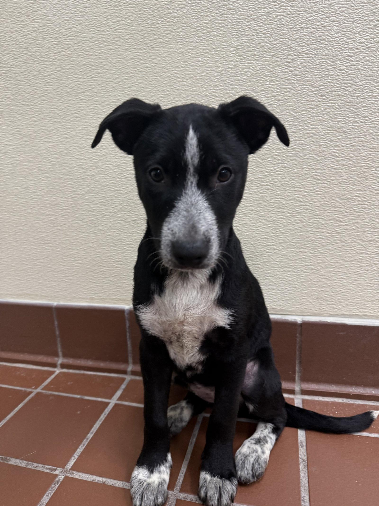 Enlarge Macy, a Adoptable Labrador Retriever in Lake Hopatcong, NJ image 3/3
