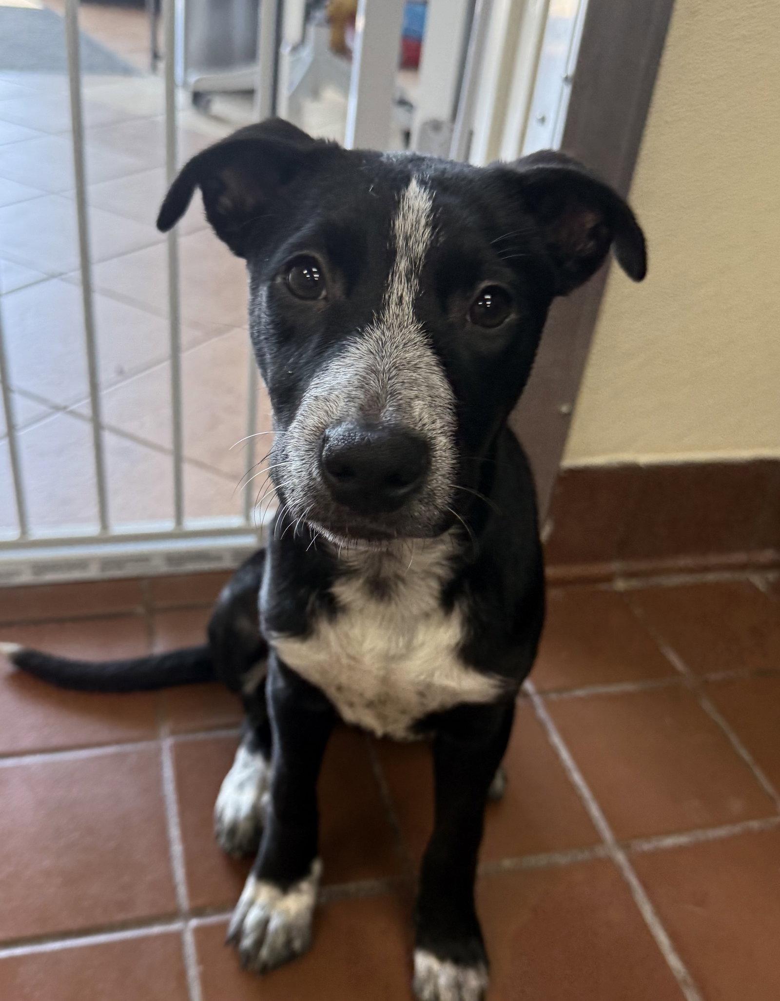 Enlarge Macy, a Adoptable mixed breed in Lake Hopatcong, NJ image 1/3