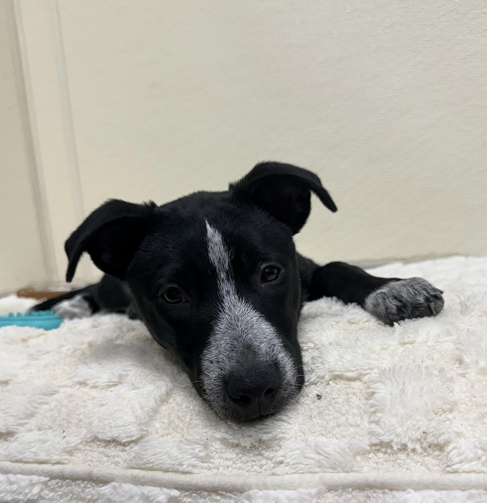Enlarge Macy, a Adoptable mixed breed in Lake Hopatcong, NJ image 2/3