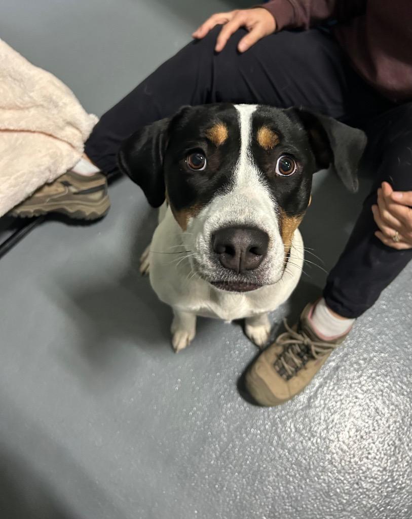 Enlarge Zoe, a Adoptable mixed breed in Johnson City, TN image 2/3