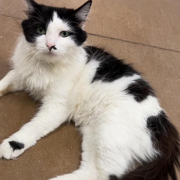 Popsicle, Adoptable, Adult Female Domestic Long Hair.
