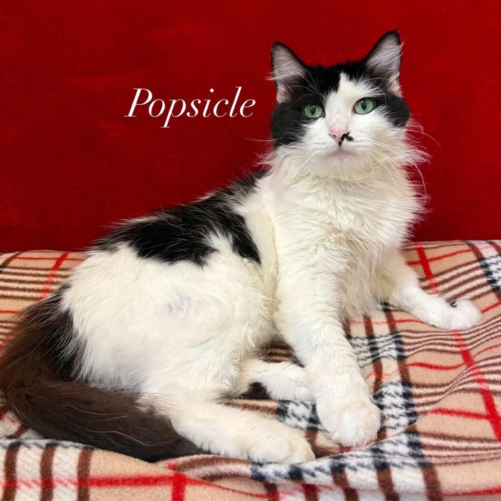 Enlarge Popsicle, a Adoptable Domestic Long Hair in Pekin, IL image 2/6