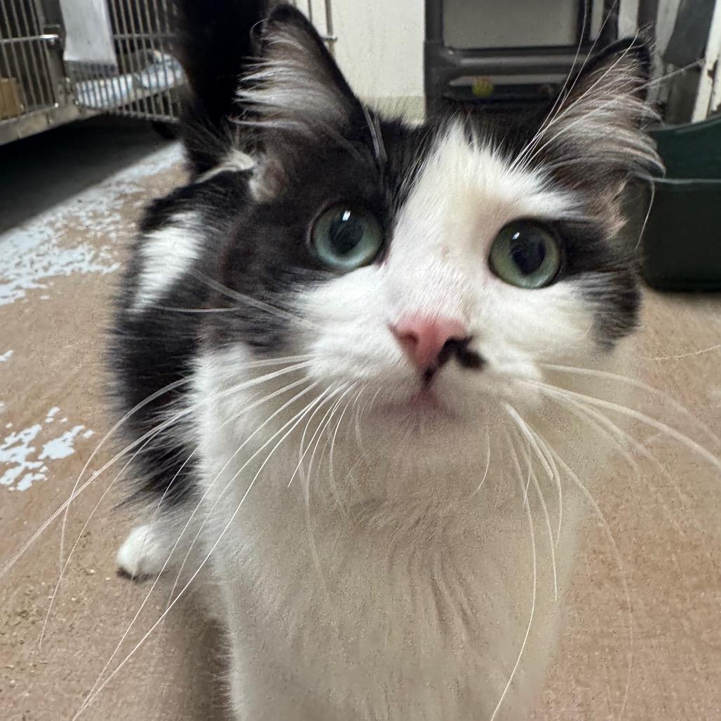 Enlarge Popsicle, a Adoptable Domestic Long Hair in Pekin, IL image 1/2