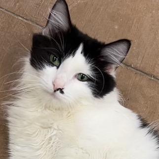 Enlarge Popsicle, a Adoptable Domestic Long Hair in Pekin, IL image 3/6