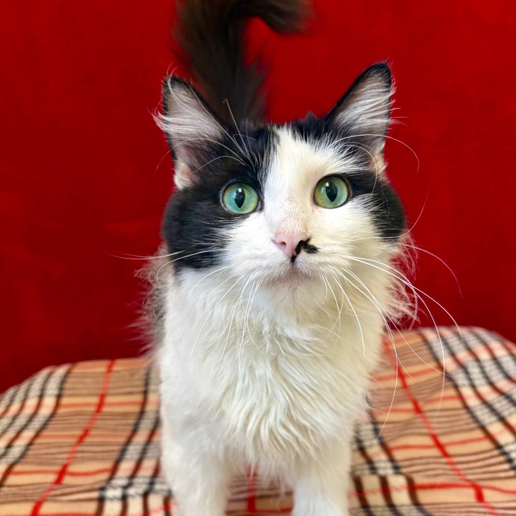 Enlarge Popsicle, a Adoptable Domestic Long Hair in Pekin, IL image 4/6