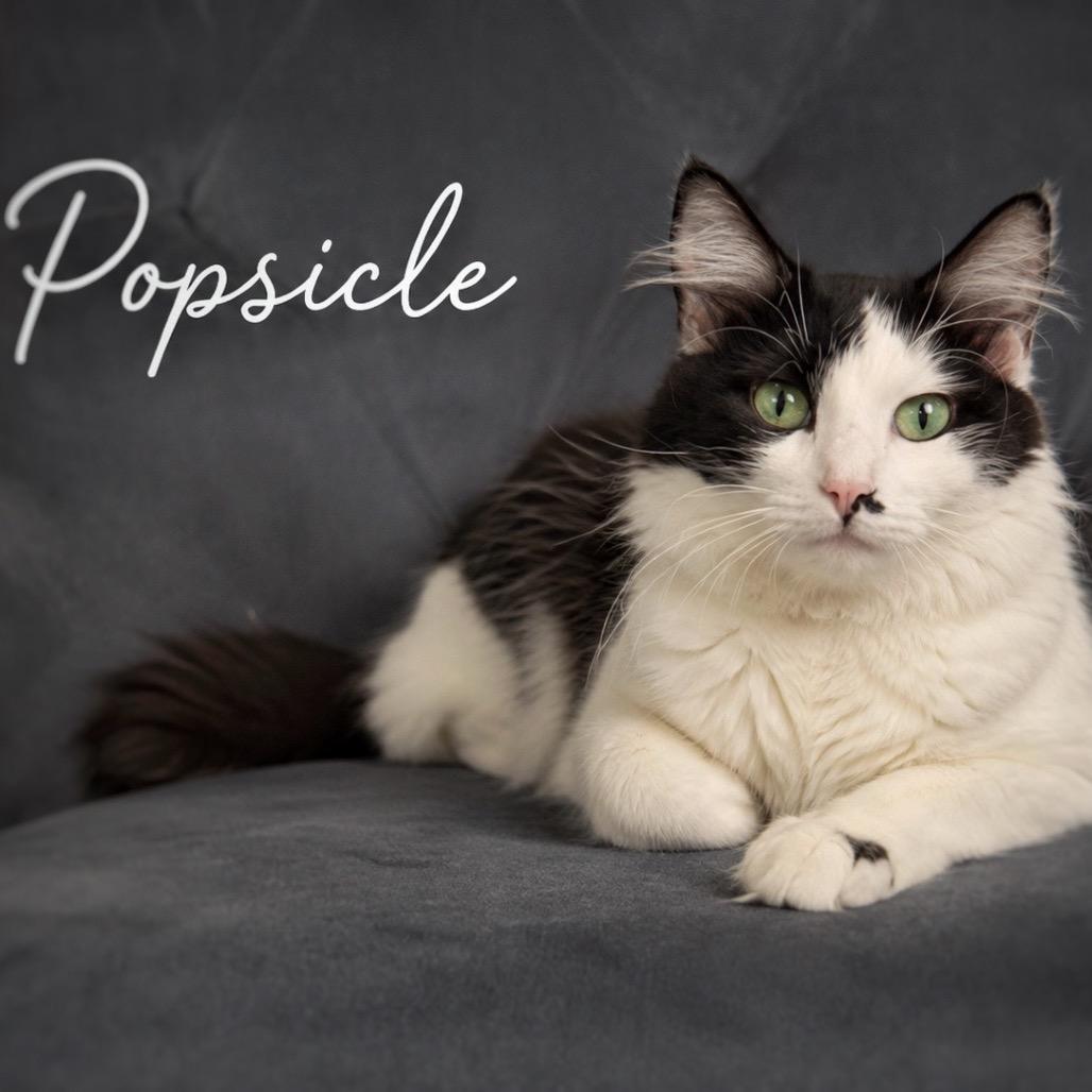 Enlarge Popsicle, a Adoptable Domestic Long Hair in Pekin, IL image 2/2