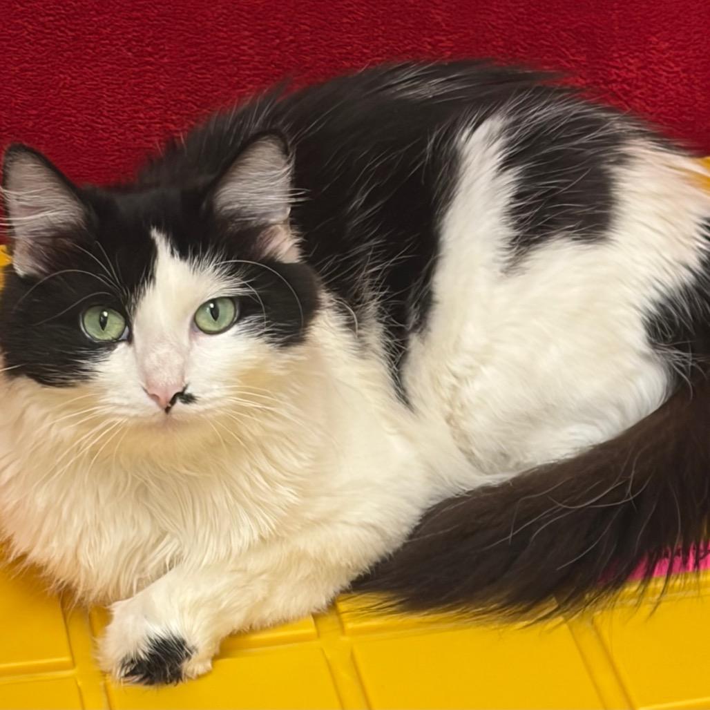 Enlarge Popsicle, a Adoptable Domestic Long Hair in Pekin, IL image 6/6
