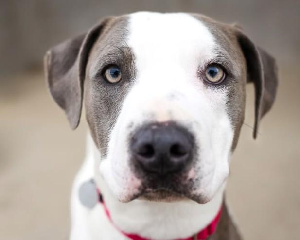 TOBIAS, Adoptable, Adult Male Pit Bull Terrier & Mixed Breed.