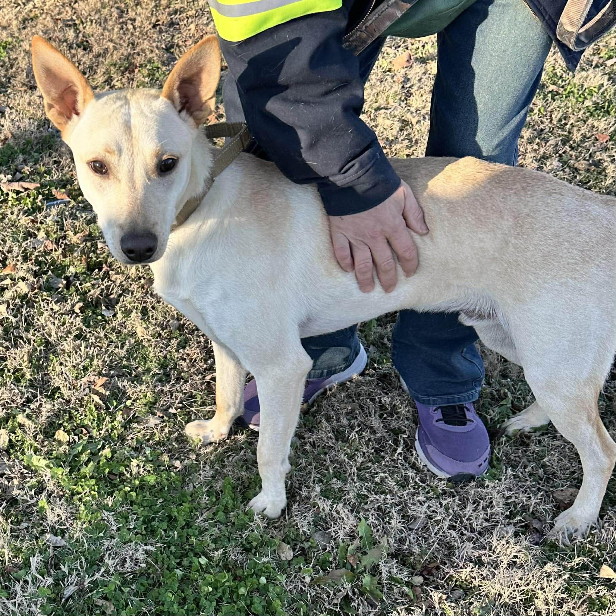 Enlarge Hunter, a Adoptable mixed breed in Hopkinton, MA image 2/6
