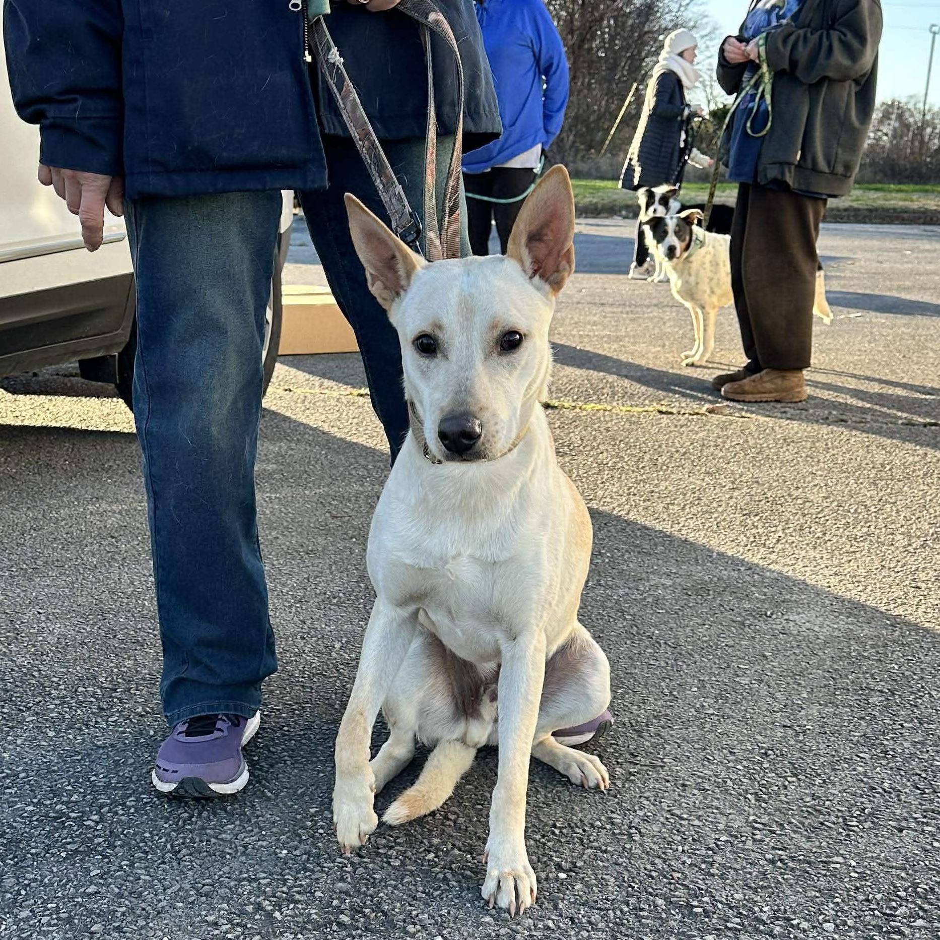Enlarge Hunter, a Adoptable mixed breed in Hopkinton, MA image 6/6