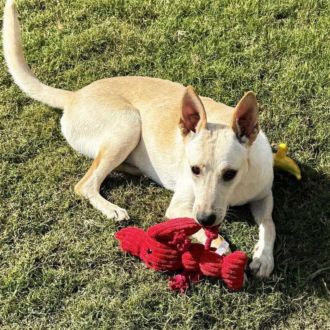 Enlarge Hunter, a Adoptable mixed breed in Hopkinton, MA image 5/6