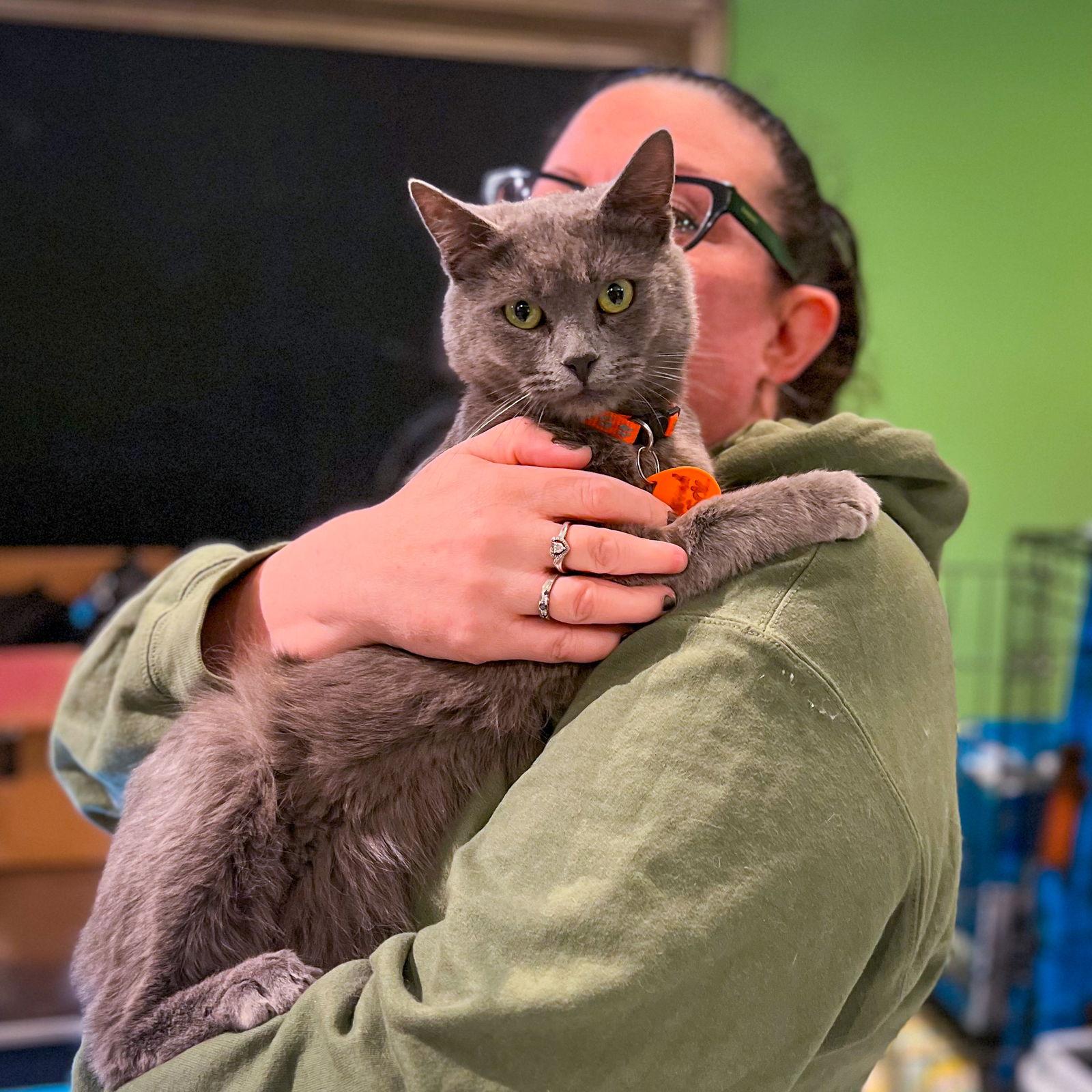 Breadstick, Adopted, Young Male Russian Blue & Domestic Short Hair.