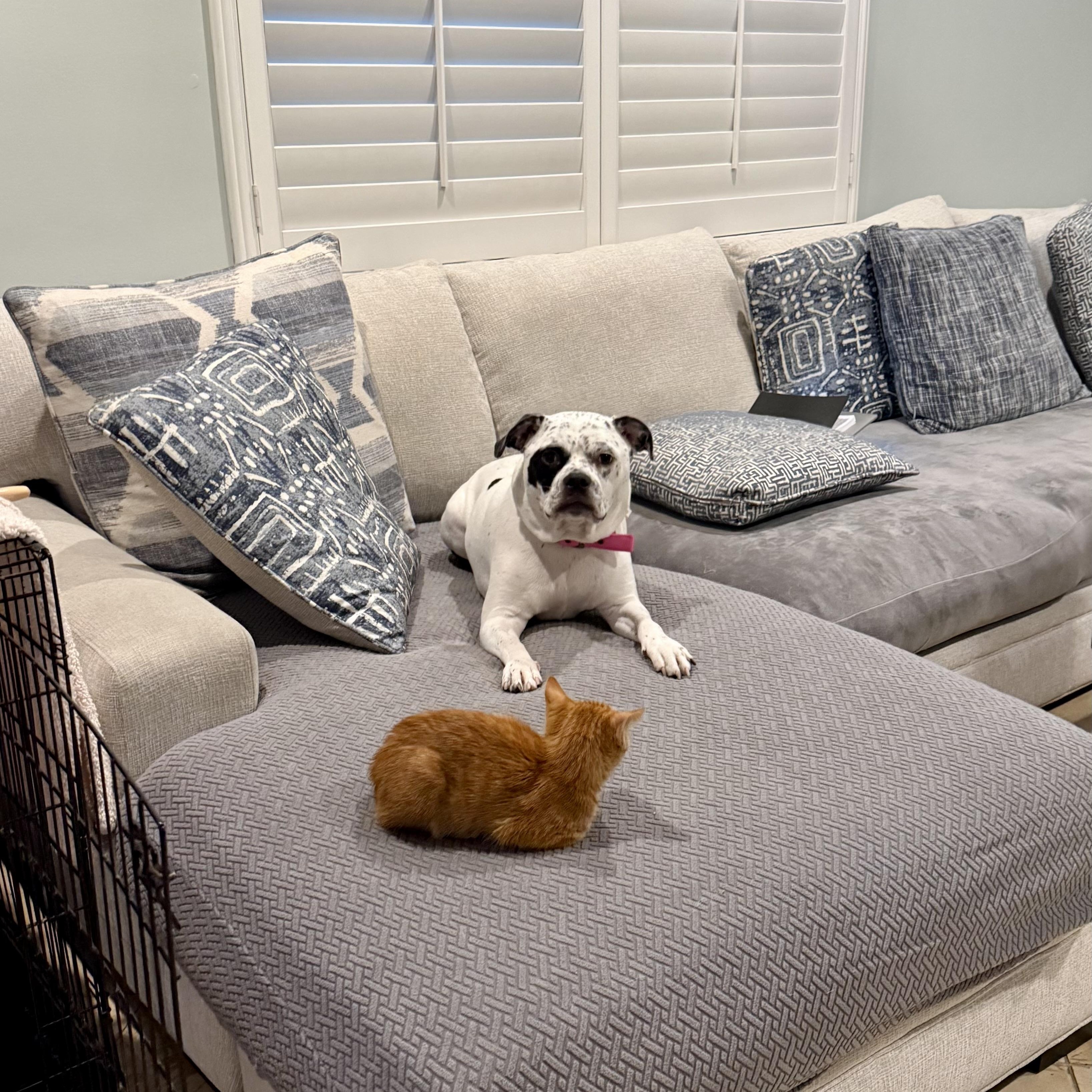 Enlarge Matilda, a ADOPTABLE mixed breed in Port Saint Lucie, FL image 2/4