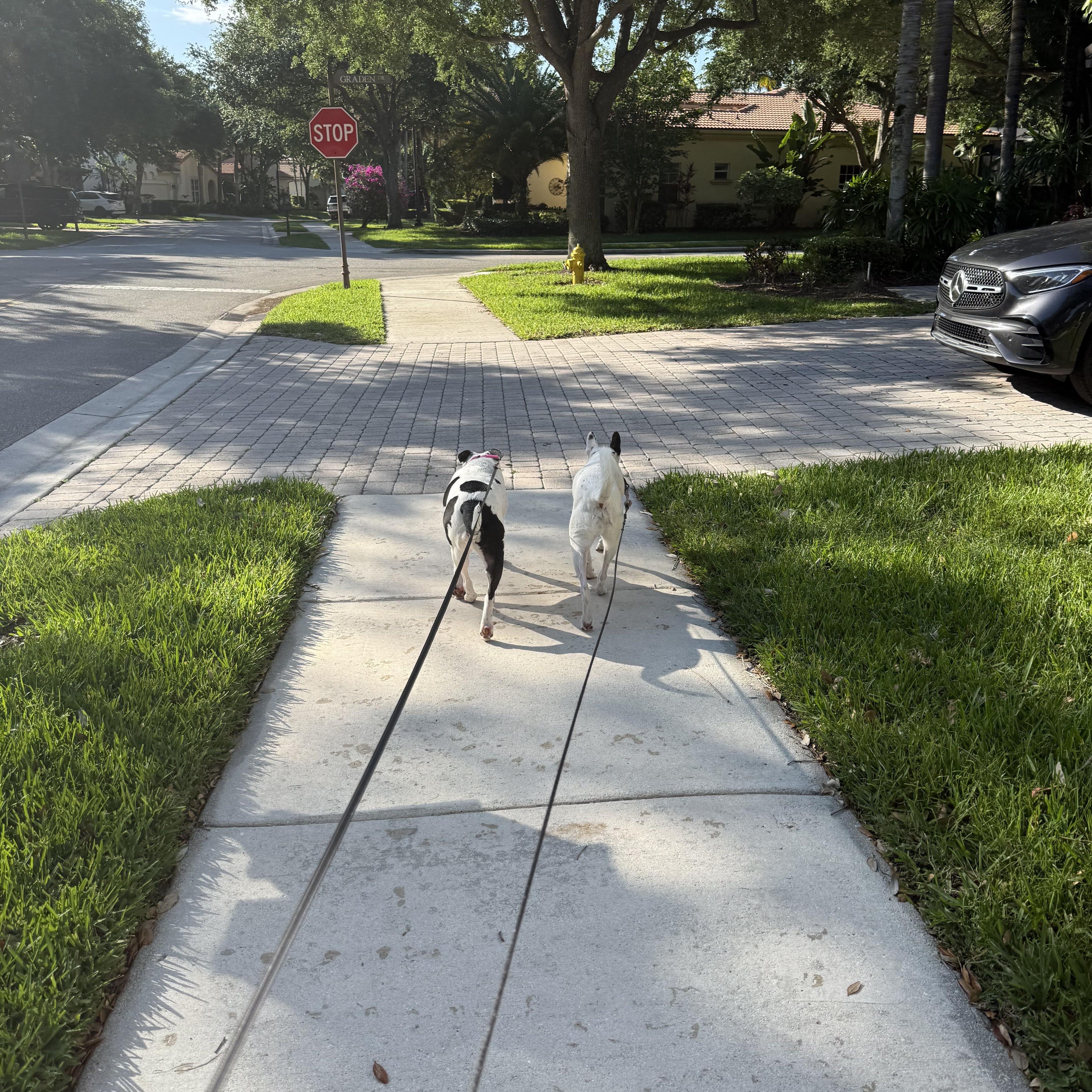 Enlarge Matilda, a ADOPTABLE mixed breed in Port Saint Lucie, FL image 4/4