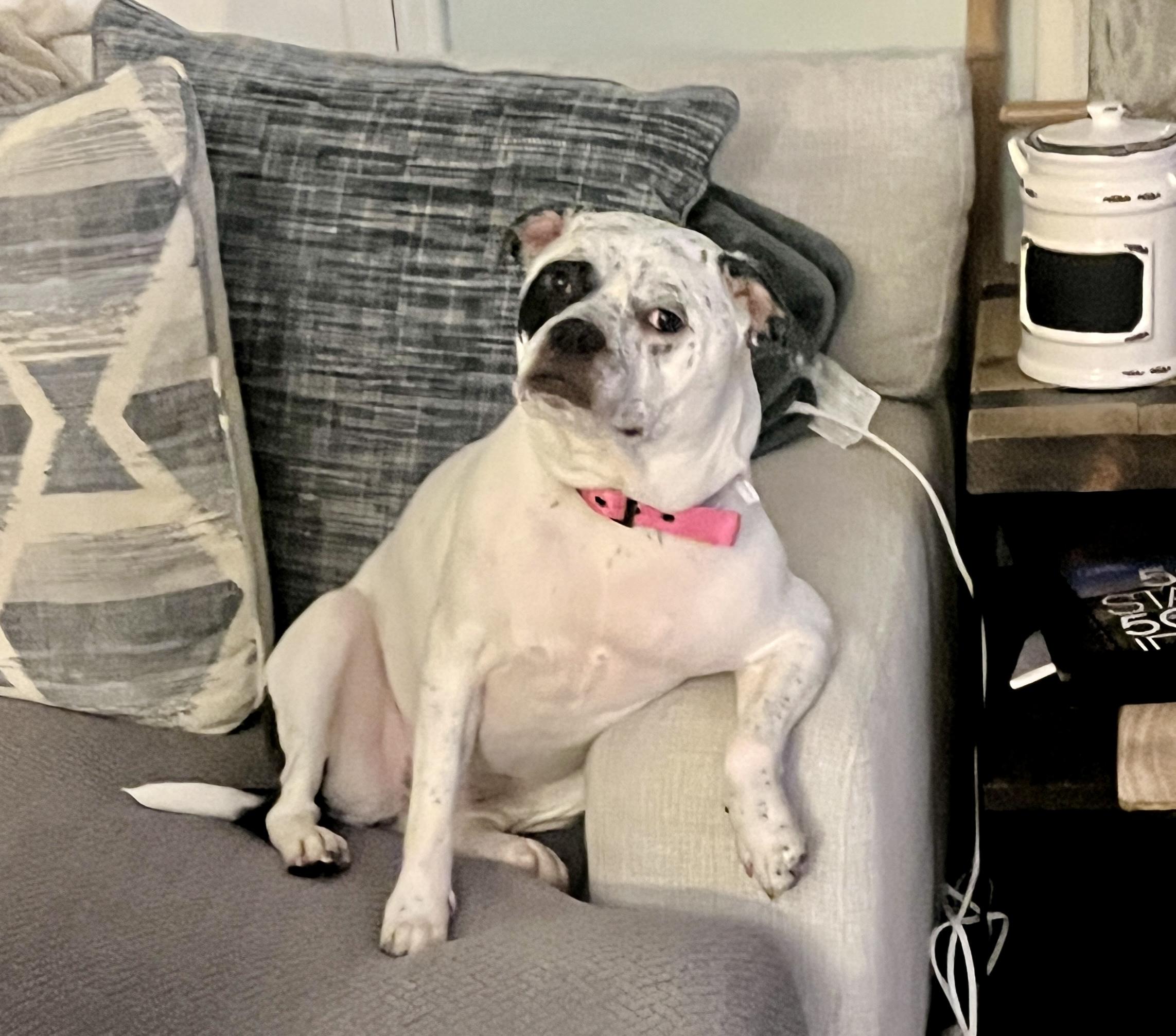Matilda, ADOPTABLE, Adult Female American Bulldog.