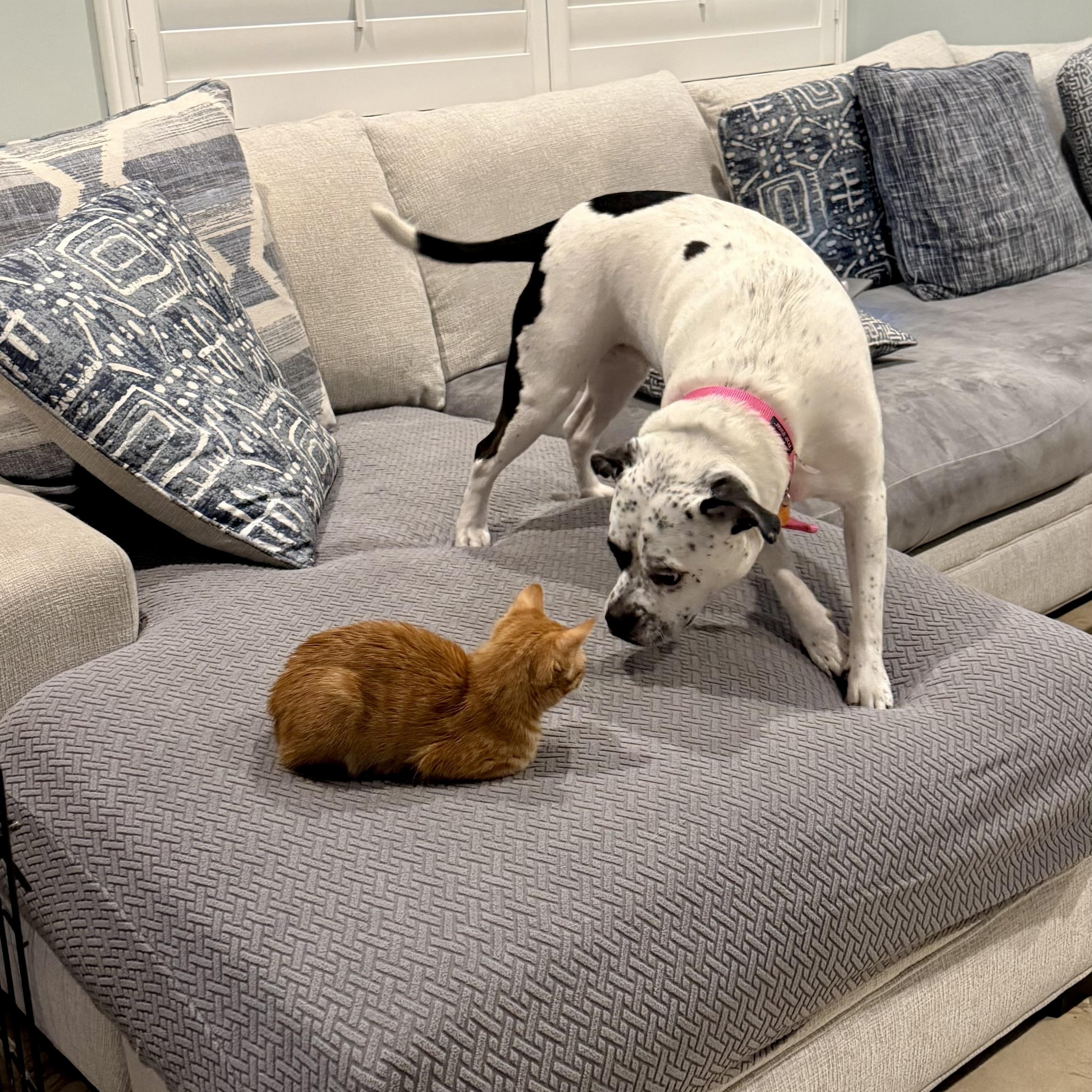 Enlarge Matilda, a ADOPTABLE mixed breed in Port Saint Lucie, FL image 3/4