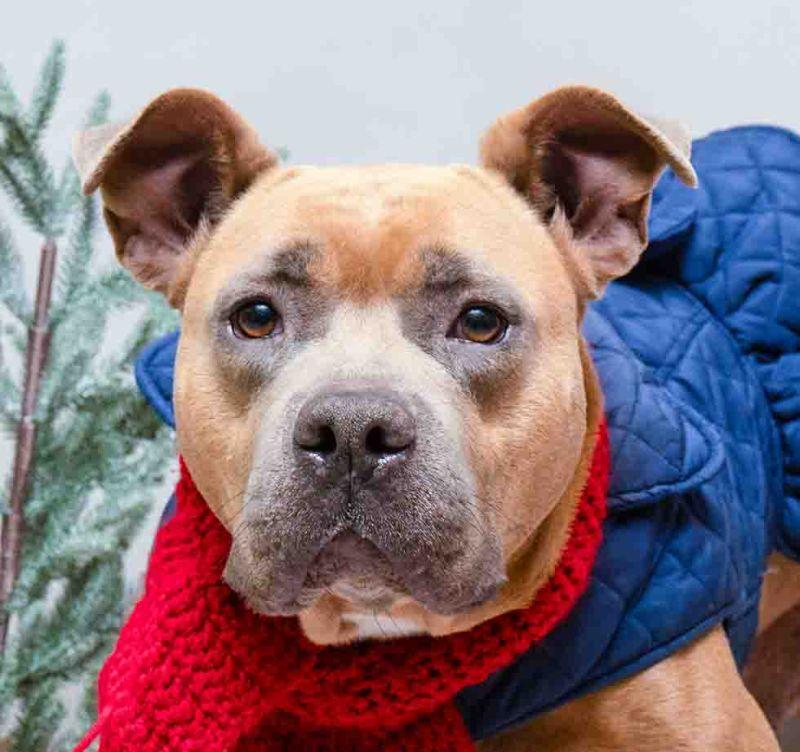 Enlarge Toffee, a ADOPTABLE mixed breed in Sanford, FL image 1/3