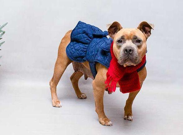 Enlarge Toffee, a ADOPTABLE mixed breed in Sanford, FL image 2/3