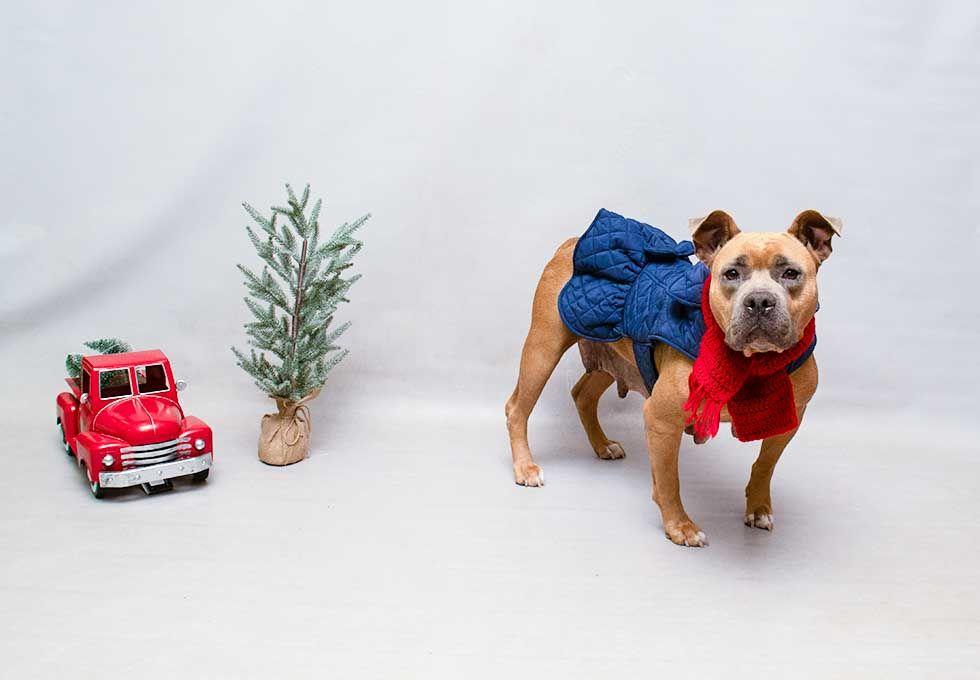 Enlarge Toffee, a ADOPTABLE mixed breed in Sanford, FL image 3/3