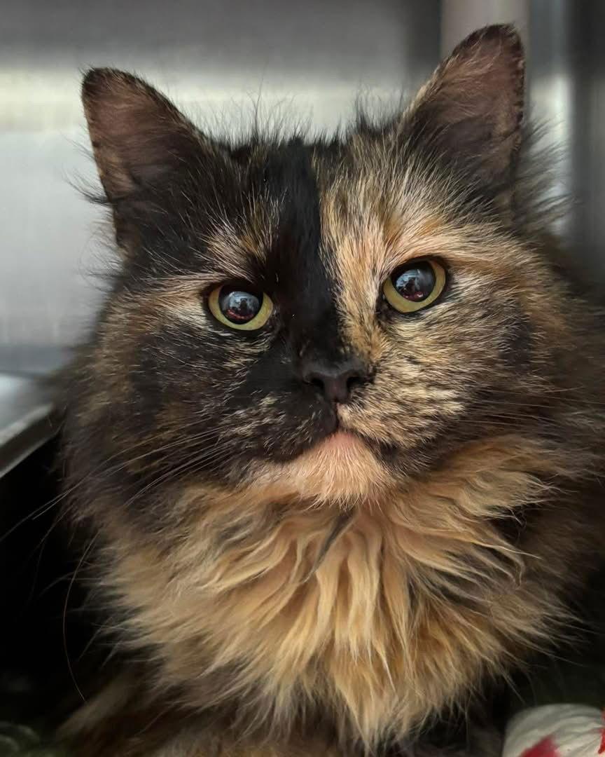 Enlarge Gianna - At shelter, a Adopted Domestic Medium Hair in Rustburg, VA image 1/1