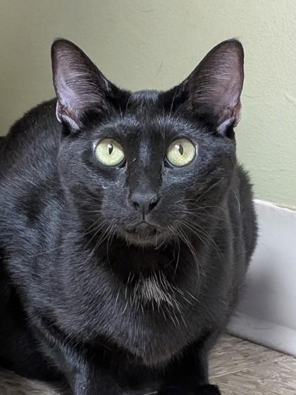 Destiny, a Adoptable mixed breed in Hastings, NE image 3/3