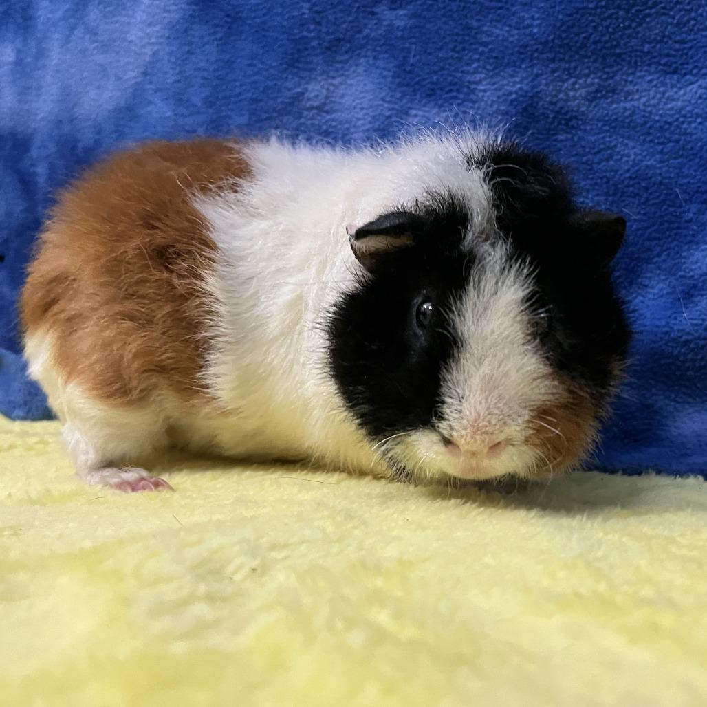 Enlarge Oakley (bonded with Jasper), a Adoptable mixed breed in Decatur, GA image 2/4