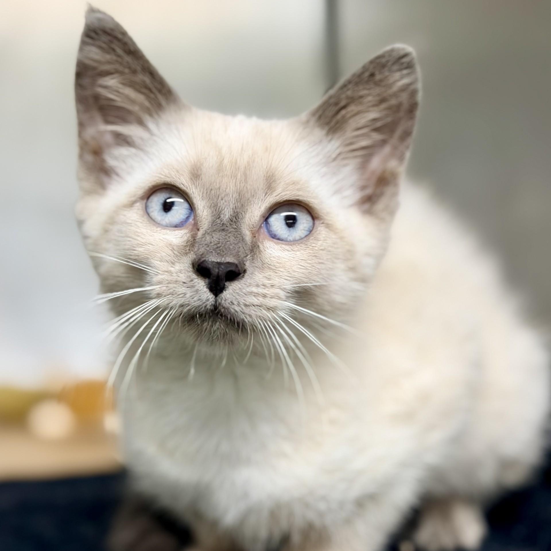Oasis, adopted, Kitten Female Siamese.