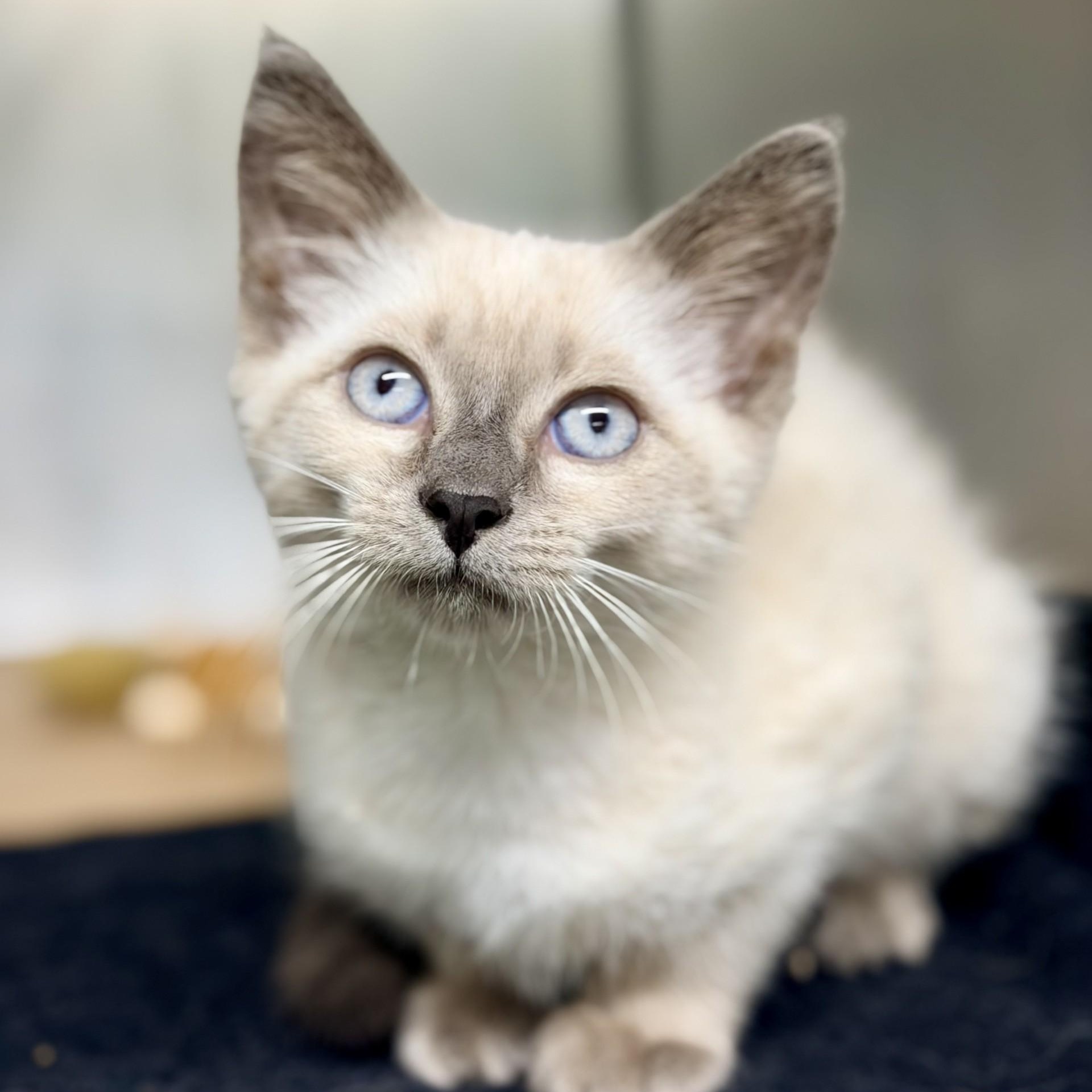 Enlarge Oasis, an adopted Siamese in Jackson, NJ image 2/2