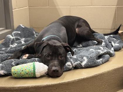 Enlarge Zeus, a Adoptable mixed breed in Knoxville, TN image 1/3