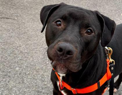 Enlarge Zeus, a Adoptable mixed breed in Knoxville, TN image 2/3