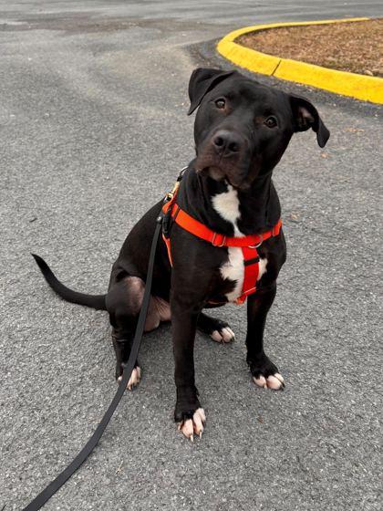 Enlarge Zeus, a Adoptable mixed breed in Knoxville, TN image 3/3