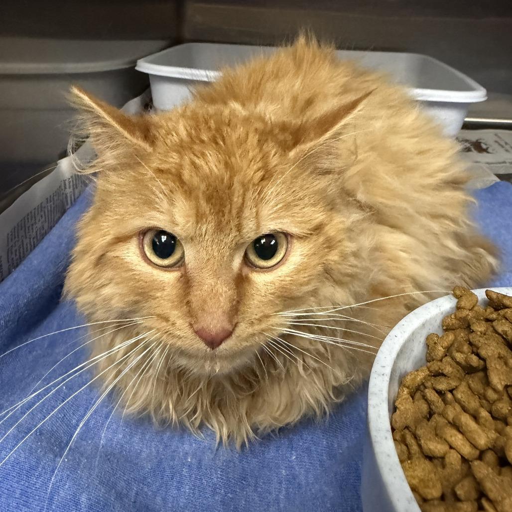 Enlarge Uno, a Adoptable Domestic Long Hair in Marion, VA image 1/1