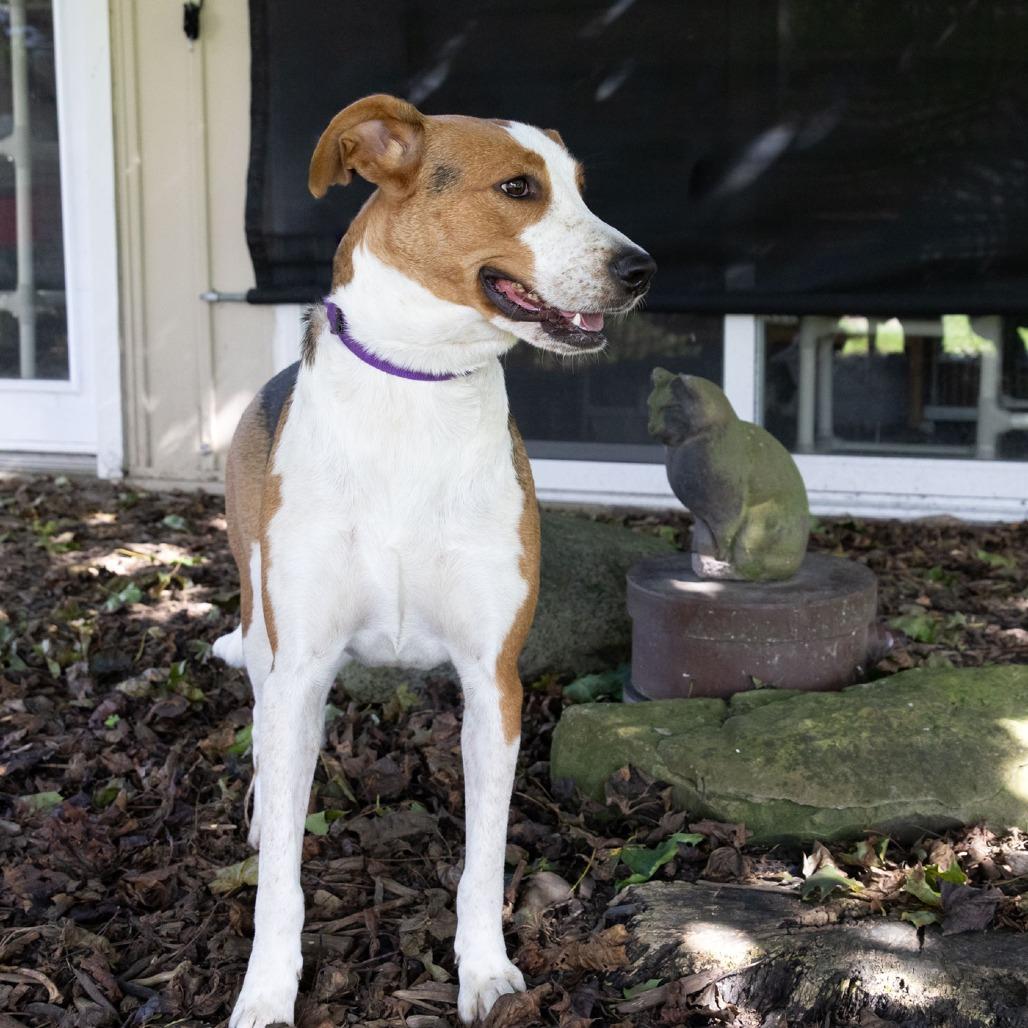 Mamma Mia, Adoptable, Adult Female Coonhound & Mixed Breed.