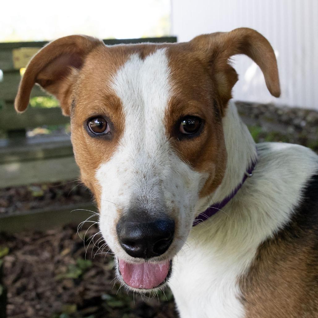 Enlarge Mamma Mia, a Adoptable mixed breed in McKean, PA image 2/6
