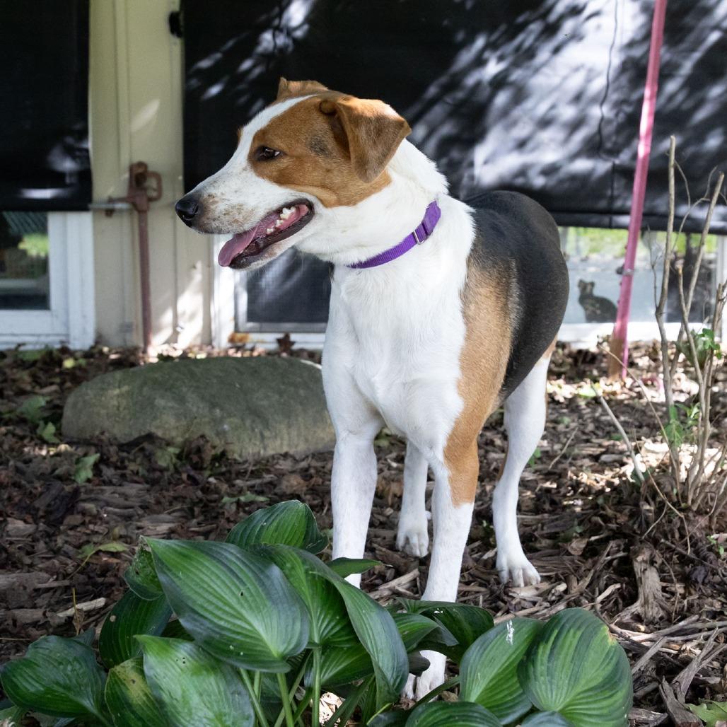 Enlarge Mamma Mia, a Adoptable mixed breed in McKean, PA image 3/6