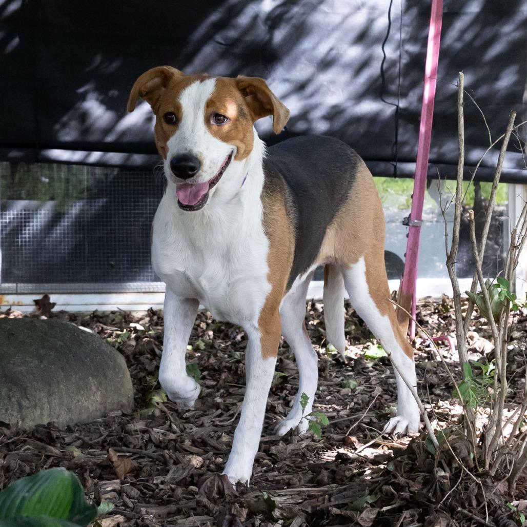 Enlarge Mamma Mia, a Adoptable mixed breed in McKean, PA image 4/6