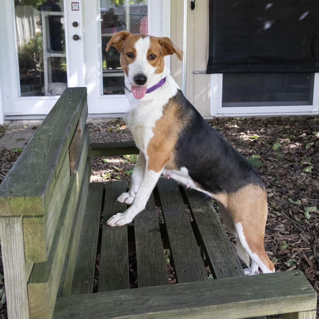 Enlarge Mamma Mia, a Adoptable mixed breed in McKean, PA image 5/6