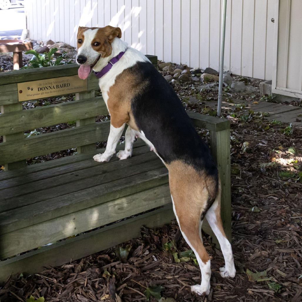 Enlarge Mamma Mia, a Adoptable mixed breed in McKean, PA image 6/6