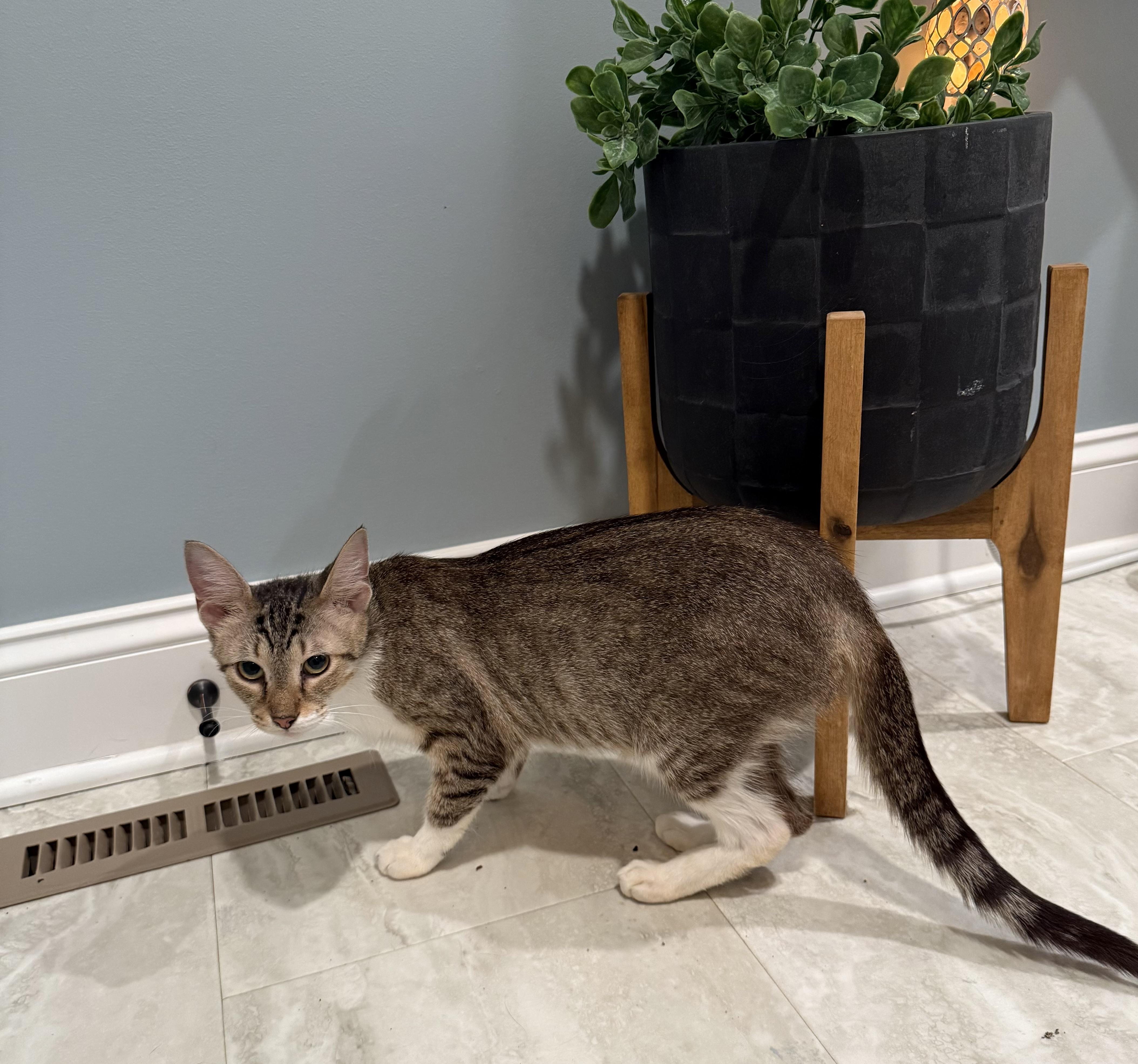 Olive, a Adoptable Domestic Short Hair in CANONSBURG, PA image 2/6