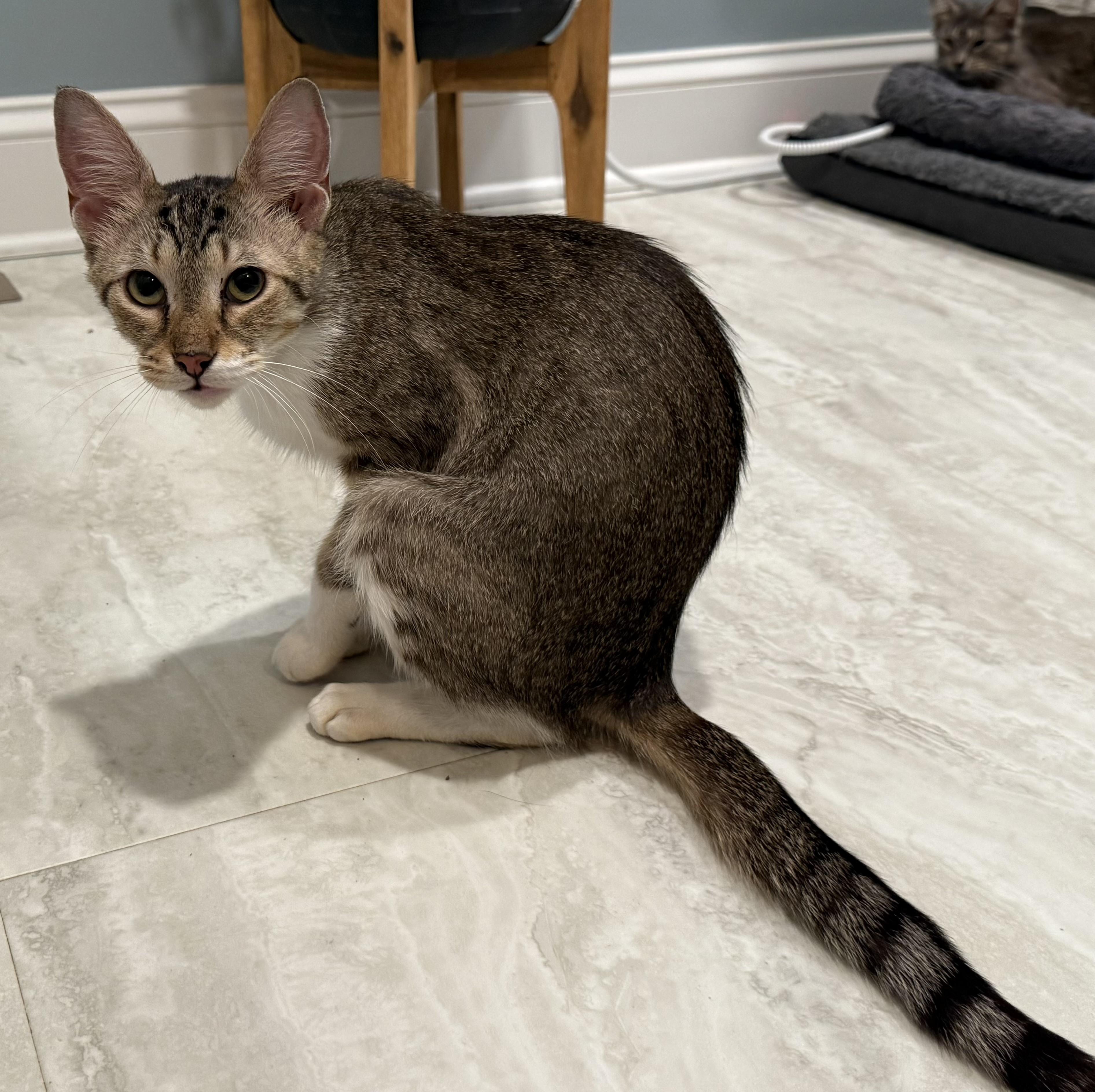 Olive, a Adoptable Domestic Short Hair in CANONSBURG, PA image 3/6