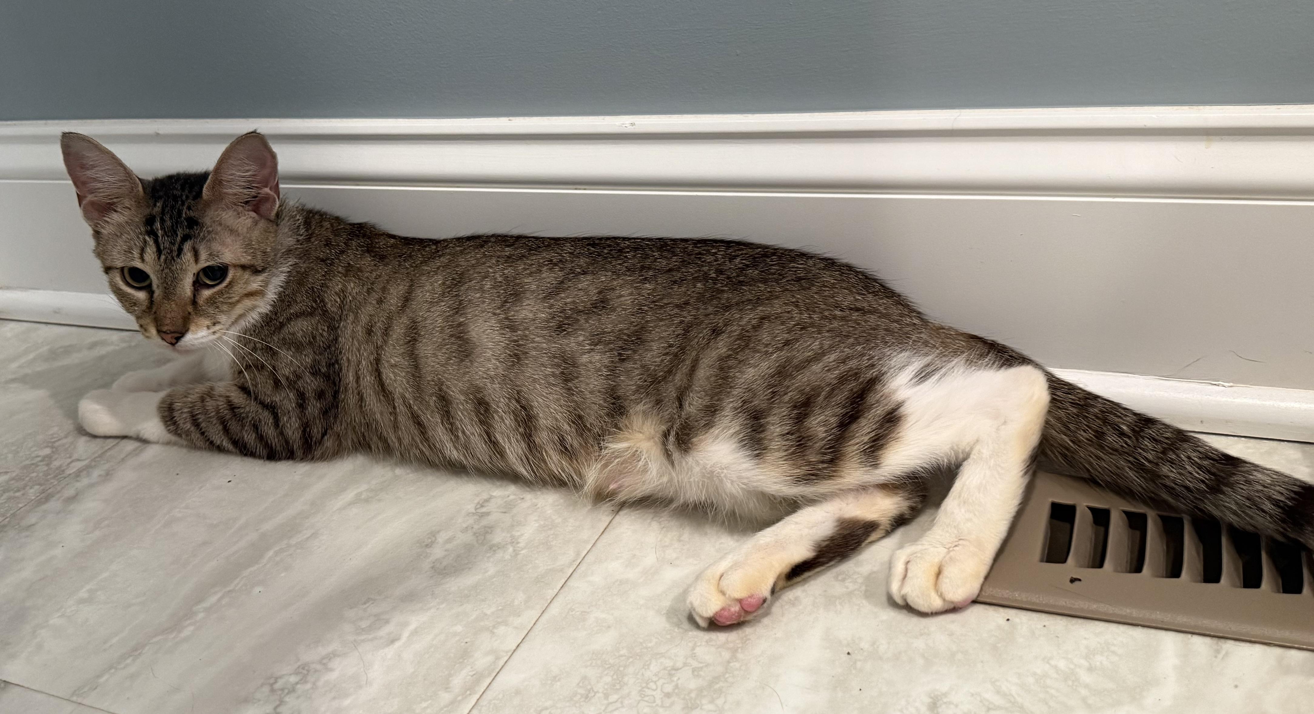 Olive, a Adoptable Domestic Short Hair in CANONSBURG, PA image 4/6