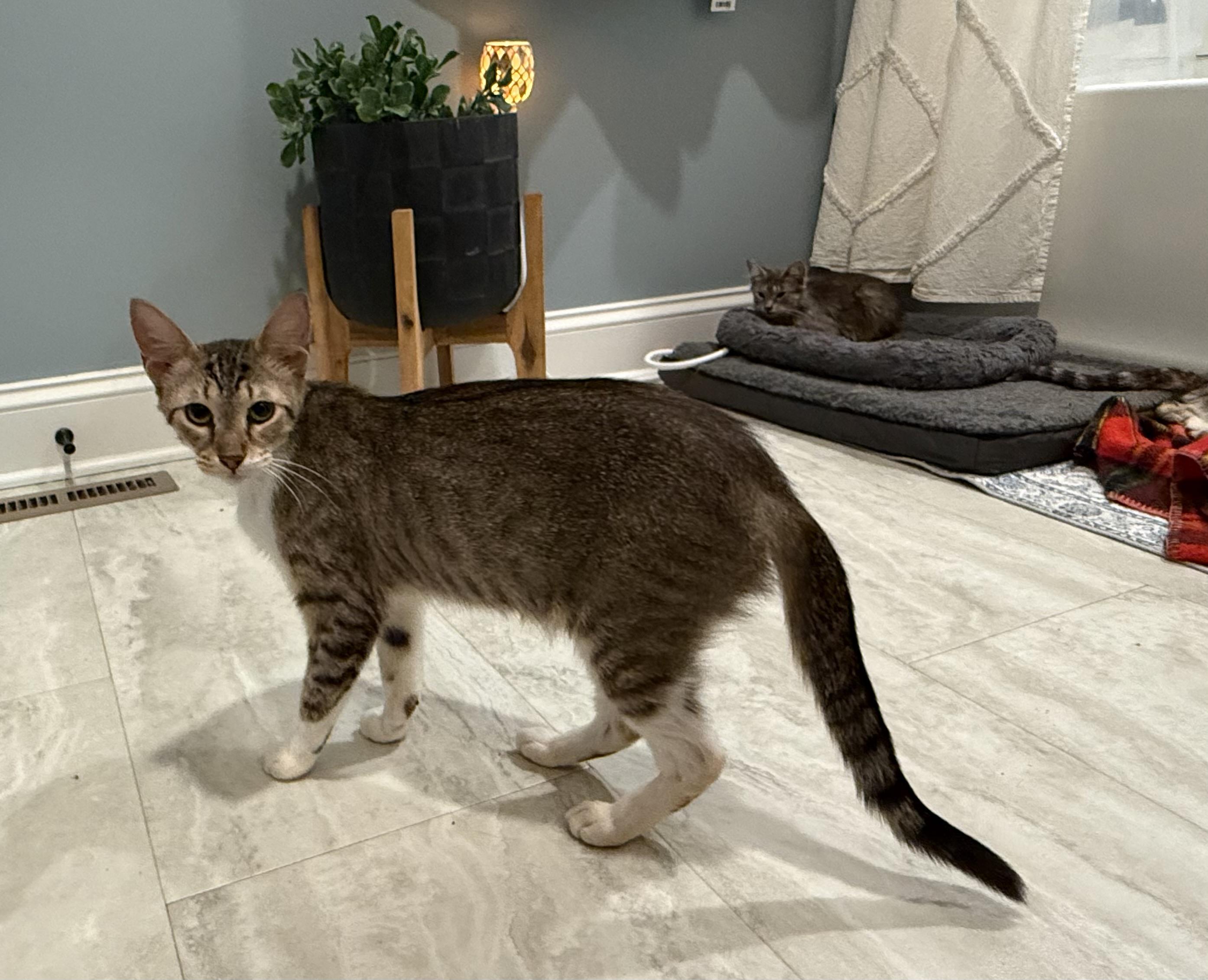 Olive, a Adoptable Domestic Short Hair in CANONSBURG, PA image 5/6