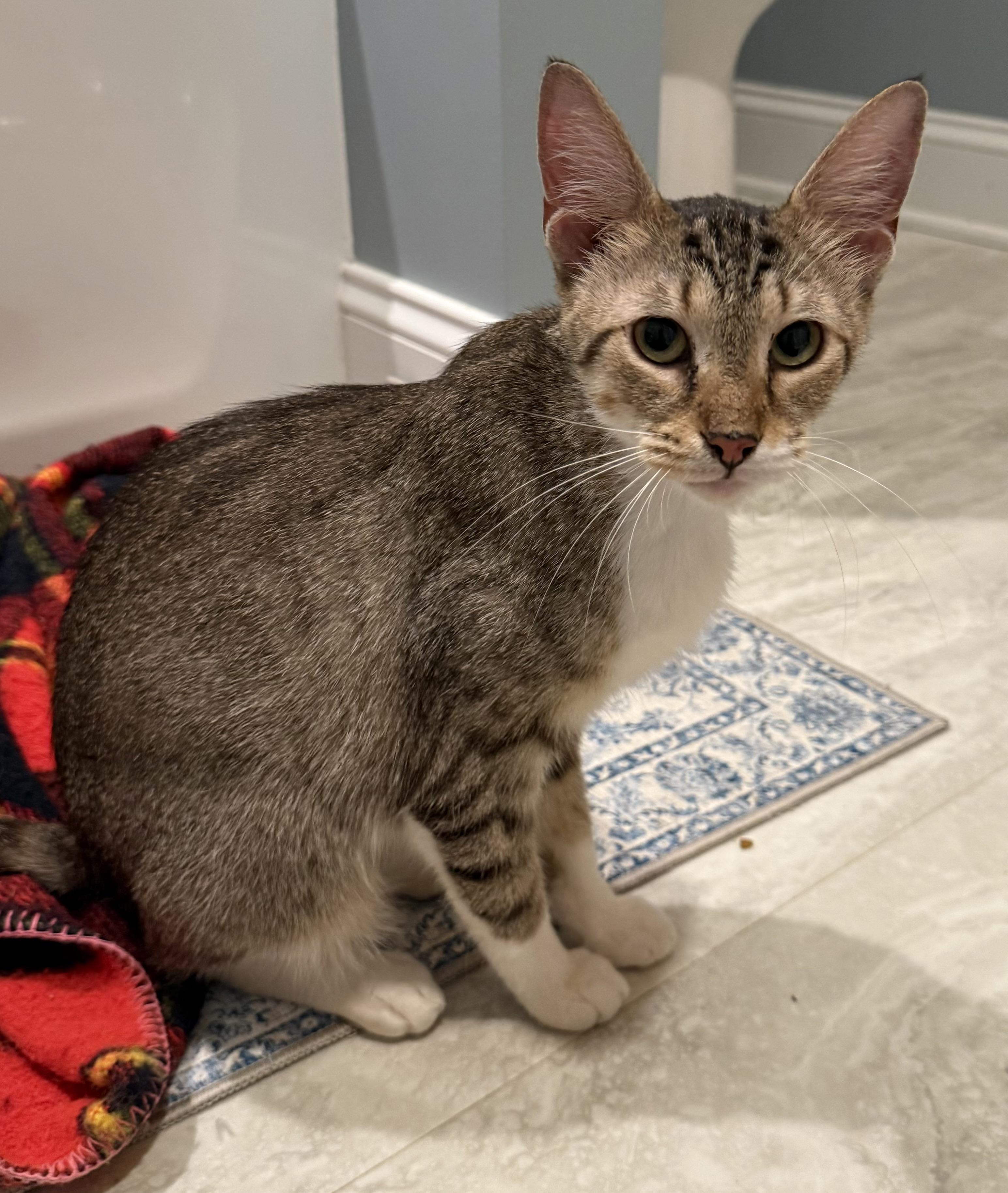 Olive, a Adoptable Domestic Short Hair in CANONSBURG, PA image 1/6