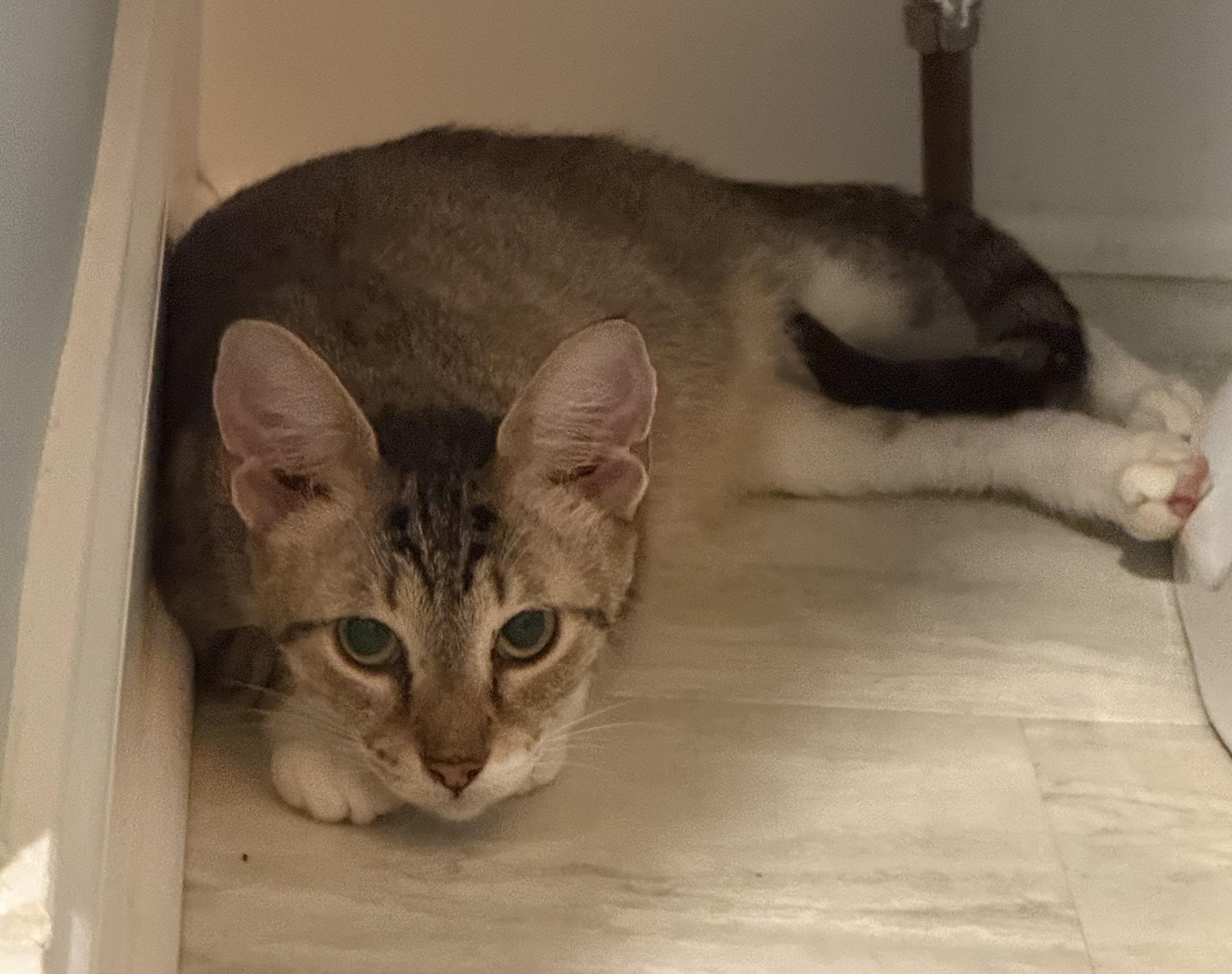 Olive, a Adoptable Domestic Short Hair in CANONSBURG, PA image 6/6