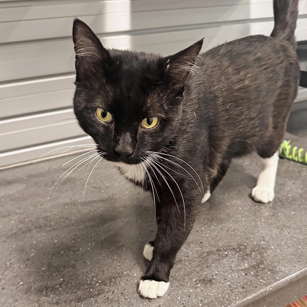Chad, Adoptable, Adult Male Domestic Short Hair.