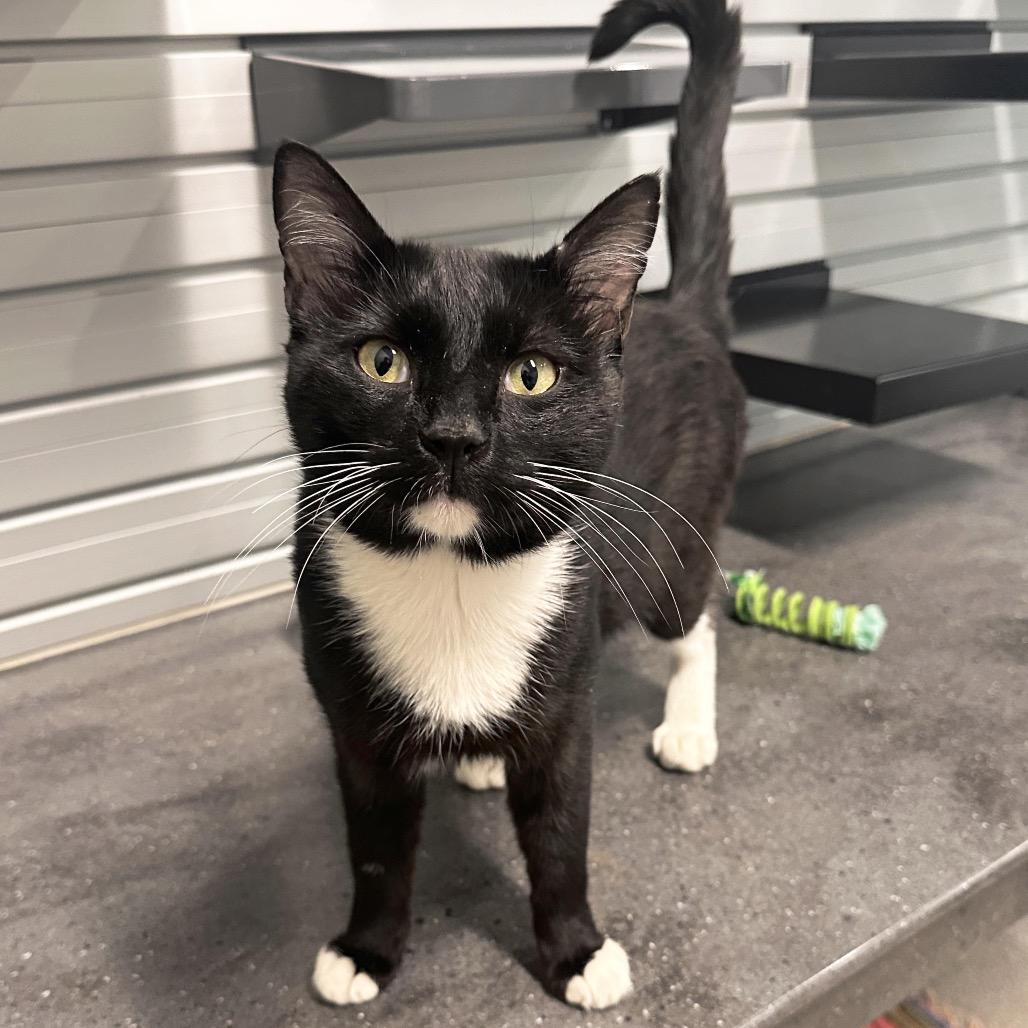 Chad, a Adoptable Domestic Short Hair in Hailey, ID image 2/3
