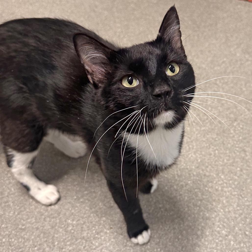 Chad, a Adoptable Domestic Short Hair in Hailey, ID image 3/3